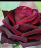 Rosenelfe