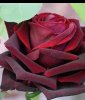 Rosenelfe