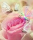 Seelenrose - Liebe & Partnerschaft Seelenrose - Liebe & Partnerschaft