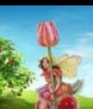 Erdbeertulpe