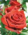 Engelsrose Carmen - Liebe & Partnerschaft - Medium & Channeling - Beruf & Arbeitsleben - Hellsehen & Wahrsagen - Tarot & Kartenlegen