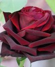 Rosenelfe - Hellsehen & Wahrsagen - Liebe & Partnerschaft - Psychologische Lebensberatung - Tarot & Kartenlegen - Beruf & Arbeitsleben Rosenelfe - Hellsehen & Wahrsagen - Liebe & Partnerschaft - Psychologische Lebensberatung - Tarot & Kartenlegen - Beruf & Arbeitsleben