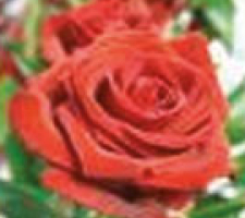 Engelsrose Carmen