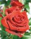 Engelsrose Carmen - Liebe & Partnerschaft - Hellsehen & Wahrsagen - Beruf & Arbeitsleben - Tarot & Kartenlegen - Medium & Channeling