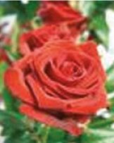 _Engelsrose Carmen - Medium & Channeling - Hellsehen & Wahrsagen - Beruf & Arbeitsleben - Tarot & Kartenlegen - Liebe & Partnerschaft